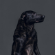 Illustration for article titled Portraits of abandoned dogs before being put down at a shelter